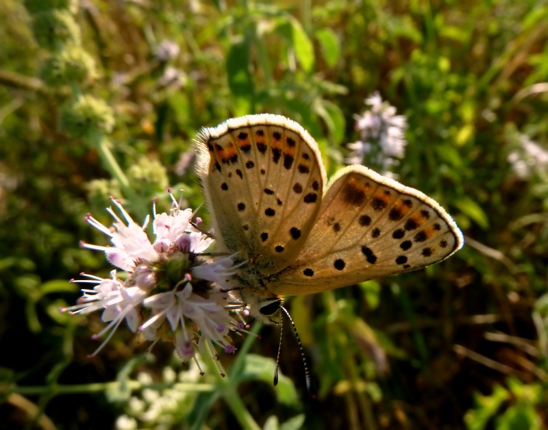 Lycaena tityrus (PODA 1761) - ssp. subalpina (SPEYER 1851)